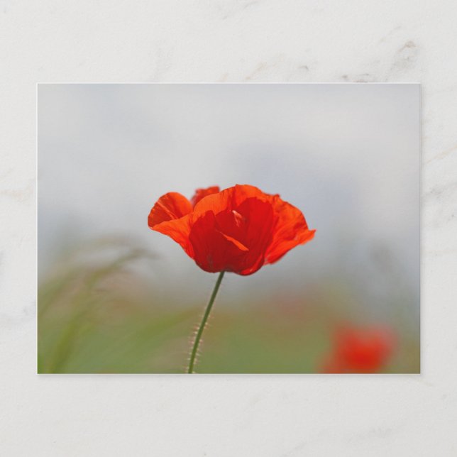 Carte Postale Fleurs de pavot commun dans un domaine (Devant)