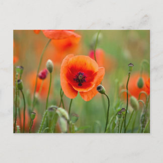 Carte Postale Fleurs de pavot rouge