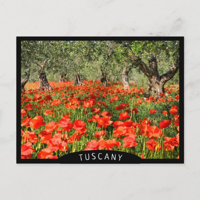 Carte Postale Fleurs de pavot rouge sous les vieux oliviers (Devant)