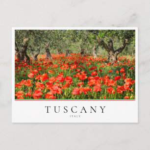 Carte Postale Fleurs de pavot sous oliviers en Toscane, Italie