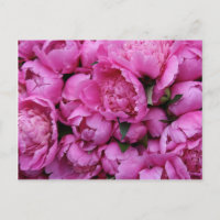 Fleurs de pivoines roses luxuriantes