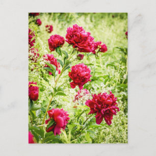 Carte Postale Fleurs de pivoines sauvages magnifiques