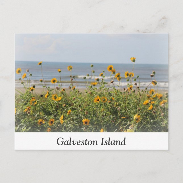 Carte postale Fleurs de plage de l'île Galveston (Devant)