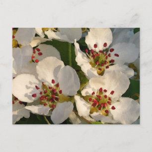 Carte Postale Fleurs de poire