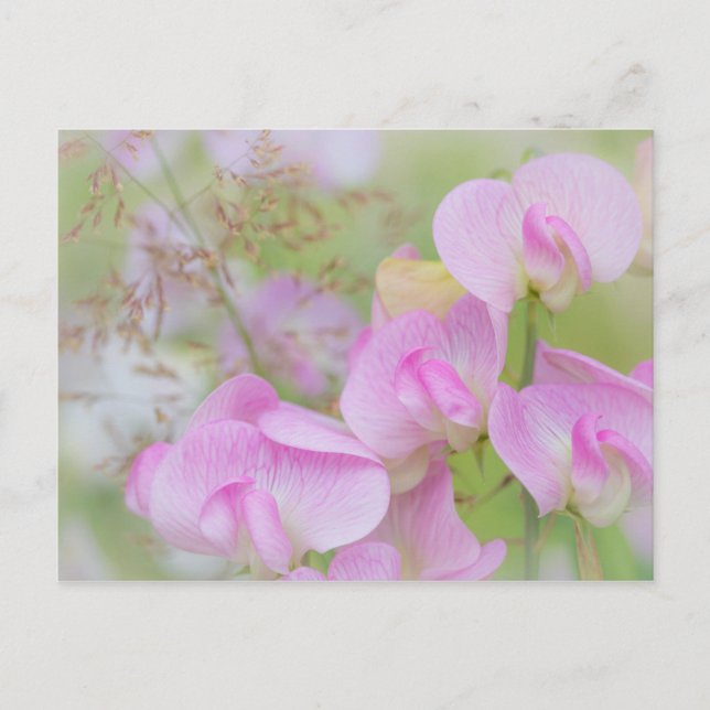 Carte Postale Fleurs de pois doux | Seabeck, WA (Devant)