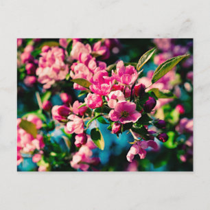 Carte Postale Fleurs de pomme de crabe rose