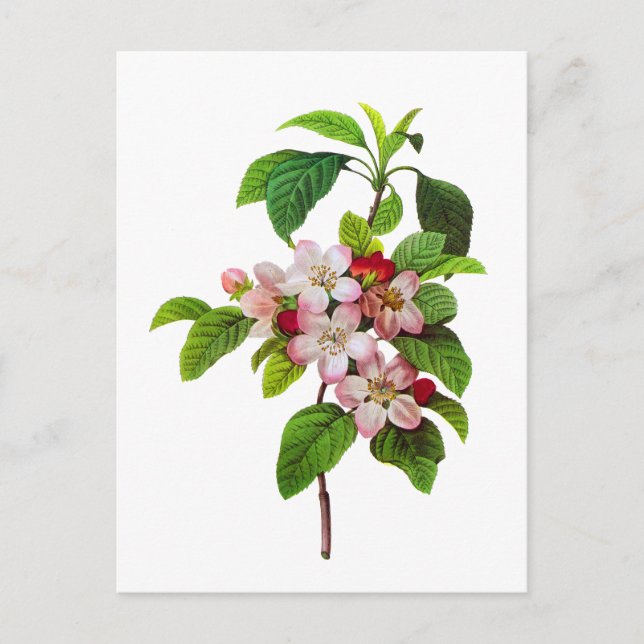 Carte Postale Fleurs de pomme rose par Pierre Jopseph Redoute (Devant)
