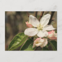 Fleurs de pommier au soleil, Photographie de natur
