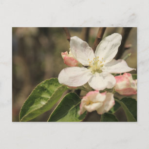 Carte Postale Fleurs de pommier au soleil, Photographie de natur