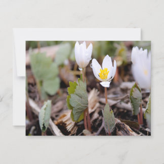Carte postale Fleurs de printemps