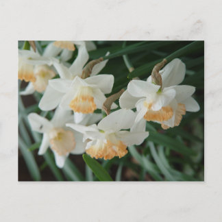 Carte Postale Fleurs de printemps