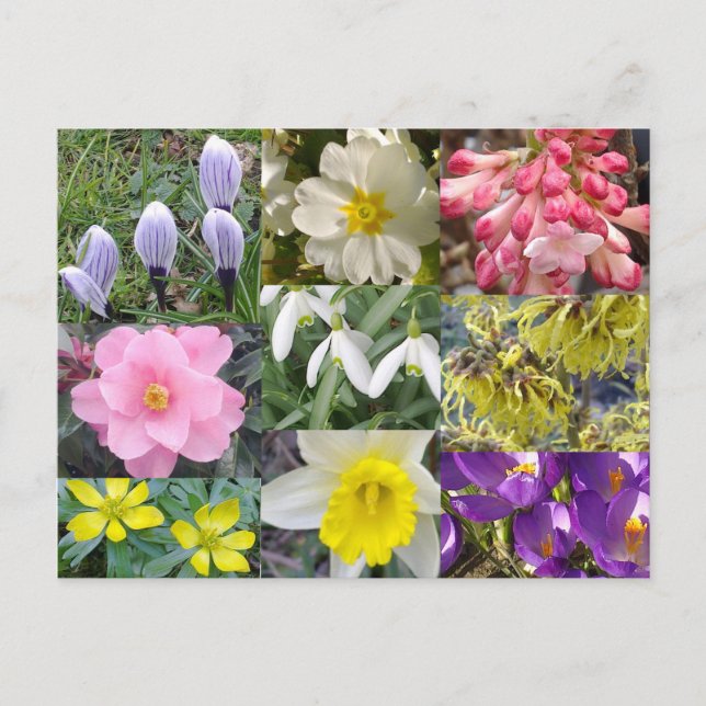 Carte postale Fleurs de printemps (Devant)
