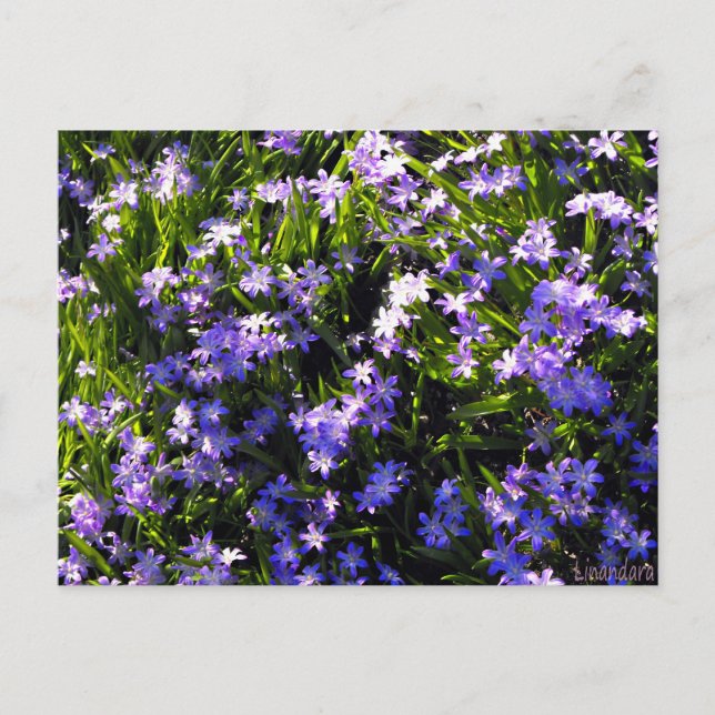 Carte Postale Fleurs de printemps de Scille bleue (Devant)