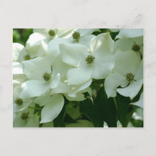 Carte Postale Fleurs de printemps en bois de chien blanc