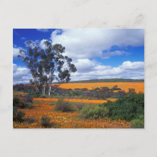Carte Postale Fleurs de printemps en Namaqualand, Afrique du Sud