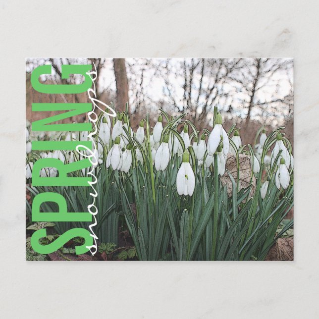 Carte Postale Fleurs de printemps, gouttes de neige blanches à f (Devant)