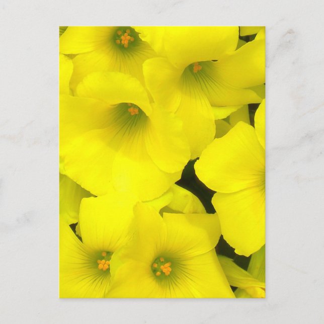 Carte Postale Fleurs de printemps jaunes dans le jardin (Devant)