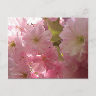 Carte Postale Fleurs de printemps roses