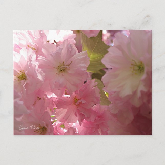Carte Postale Fleurs de printemps roses (Devant)