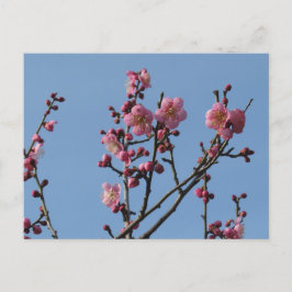 Carte Postale Fleurs de prune : Japon