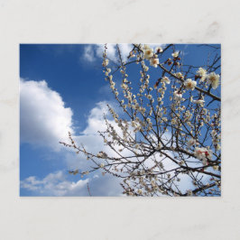 Carte Postale Fleurs de prune : Japon