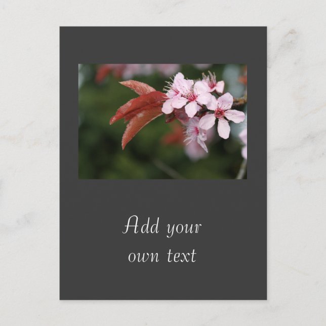 Carte Postale fleurs de prune rose printanier (Devant)
