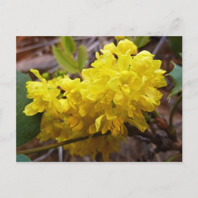 Carte Postale Fleurs de raisins de l'Oregon Fleurs sauvages jaun (Devant)