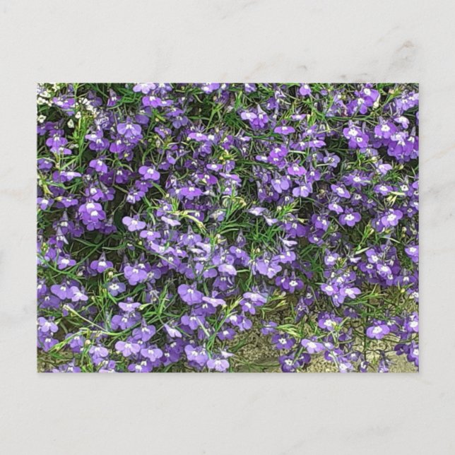 Carte postale Fleurs de ressort violet (Devant)