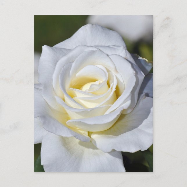 Carte Postale Fleurs de rose blanches (Devant)