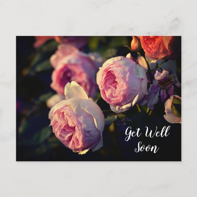Carte Postale Fleurs de rose rose du jardin Guérissez vite (Devant)