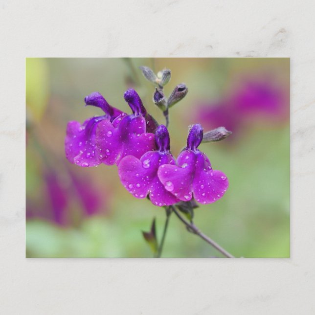Carte postale Fleurs de salvia violette (Devant)
