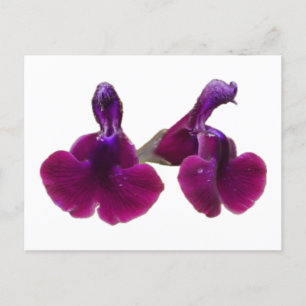Carte postale Fleurs de salvia violette