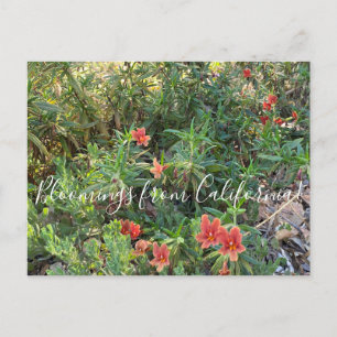 Carte Postale Fleurs de singe de bronze de Californie