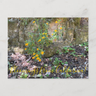 Carte Postale Fleurs de singes en Californie