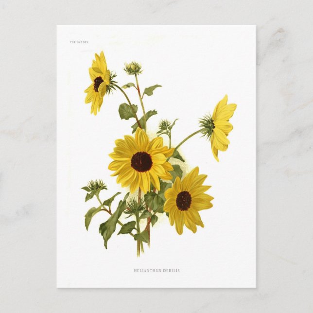 Carte Postale Fleurs de soleil (Devant)