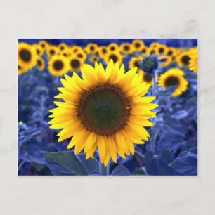 Carte Postale Fleurs de soleil