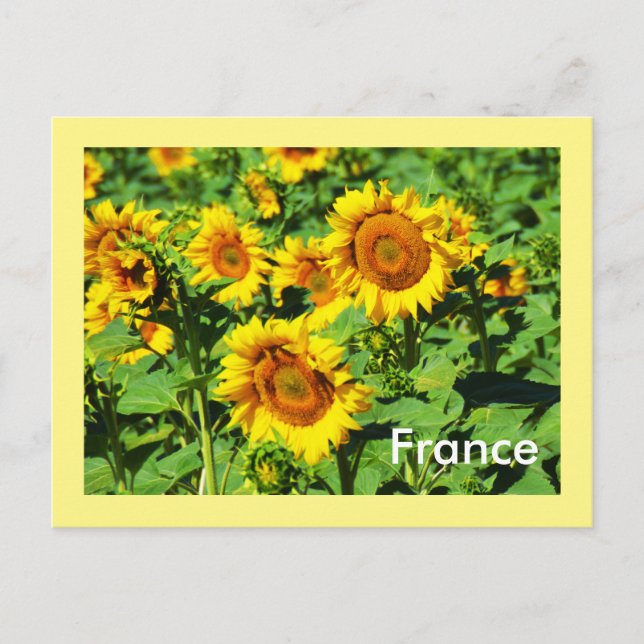Carte Postale Fleurs de soleil (Devant)