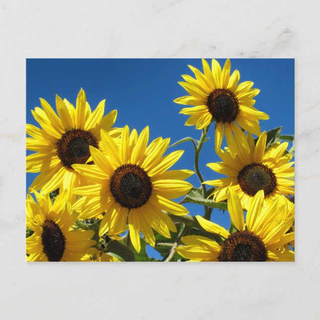 Carte Postale Fleurs de soleil (Devant)