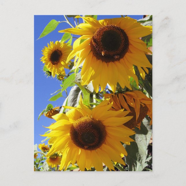 Carte Postale Fleurs de soleil (Devant)