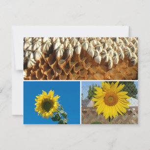 Carte postale - Fleurs de soleil