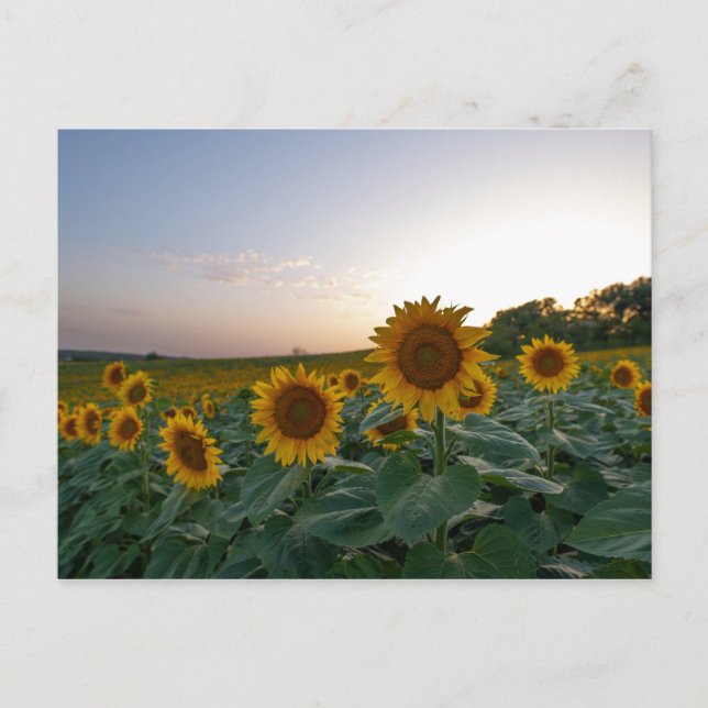 Carte Postale Fleurs de soleil à l'affiche du crépuscule (Devant)