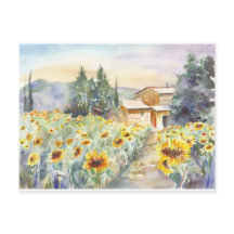 Fleurs De Soleil En Provence