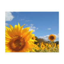 Fleurs de soleil et soleil