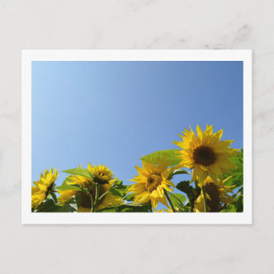 Carte Postale Fleurs de soleil et soleil