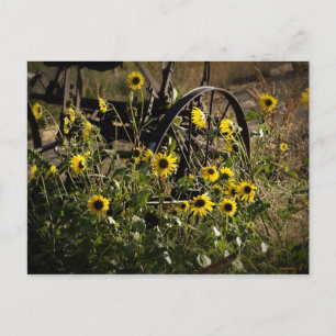 Carte Postale Fleurs de soleil et tracteur