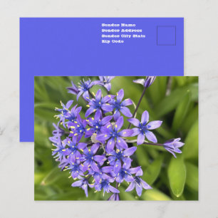 Carte Postale Fleurs de Squill Portugais Closeup Nature Photo
