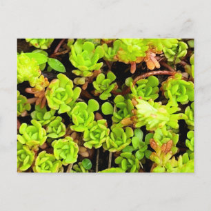 Carte Postale Fleurs de succulentes vertes