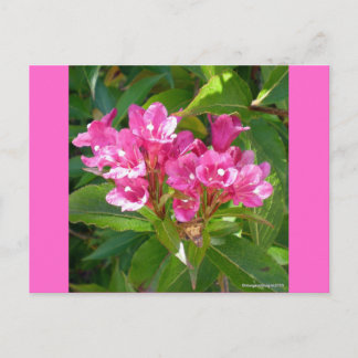 Carte Postale Fleurs de trompette roses
