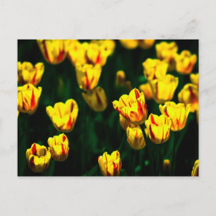Carte Postale Fleurs de tulipe jaune