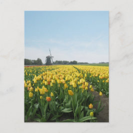 Carte Postale Fleurs de Tulipe Jaune Terrain & Windmill Holland